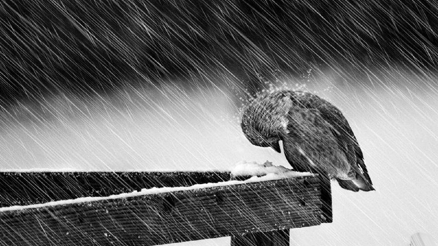 Bird in the snow